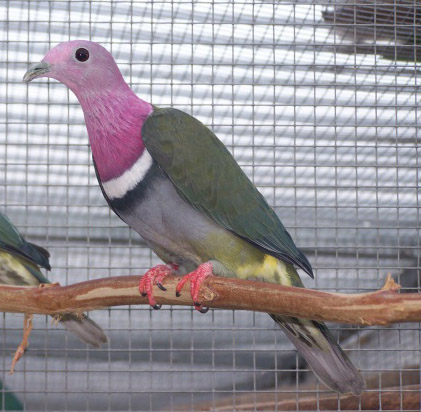 Ptilinopus porphyreus
